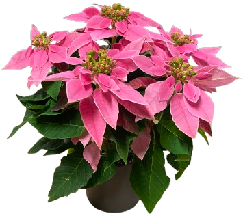 Plantes